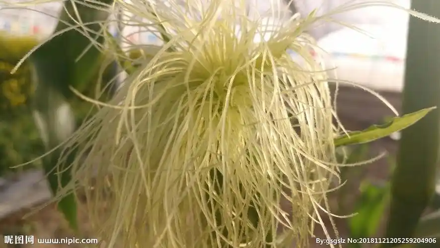 玉米胡须