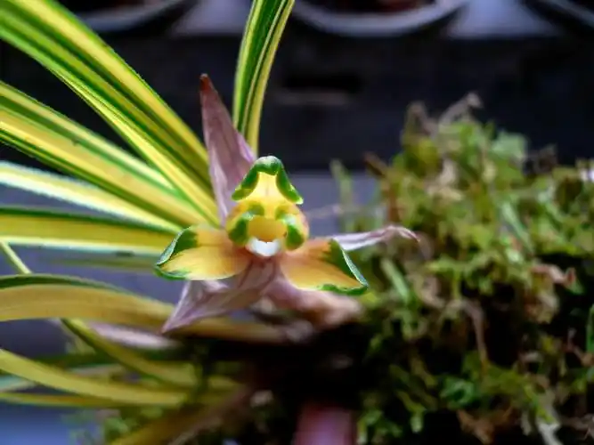 瓣型中透花 - 中国兰花交易网