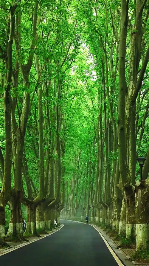 南京灵谷寺路的法国梧桐树|雨后