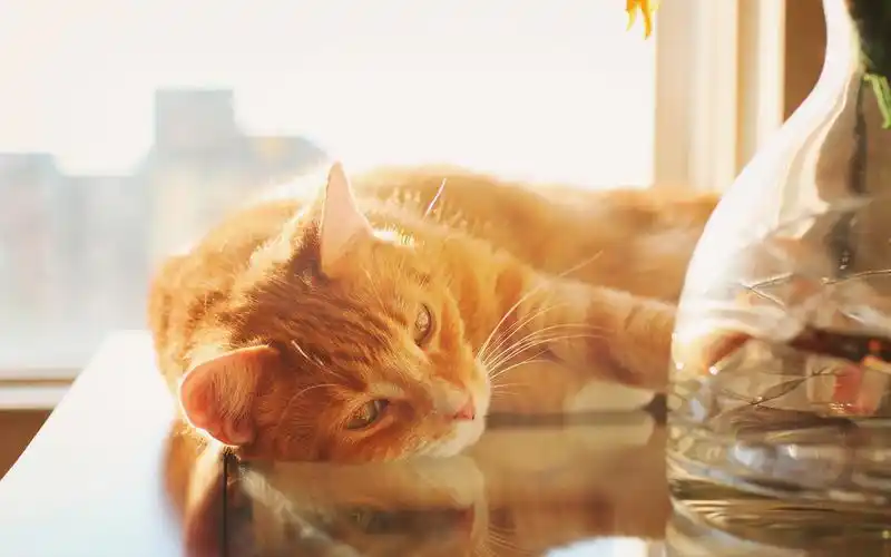 唯美图片桌面壁纸高清 上一张 下一张 简介 可爱的喵星人是非常爱卖萌