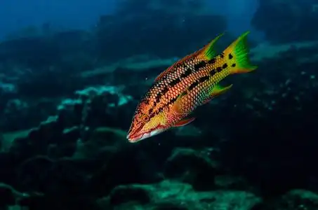 墨西哥行走的鱼图片