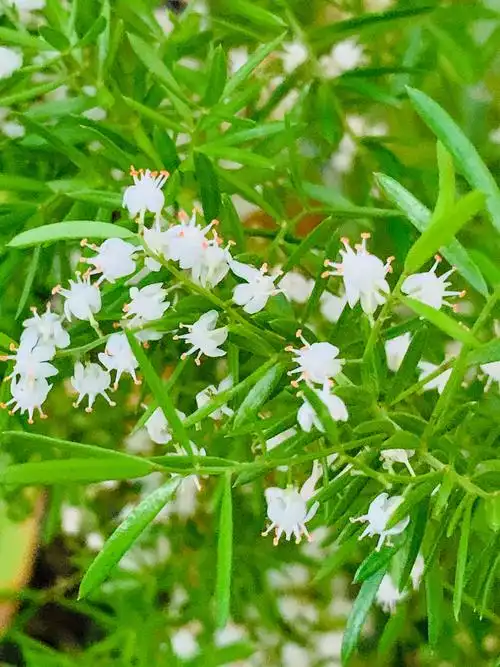 天门冬的小花朵