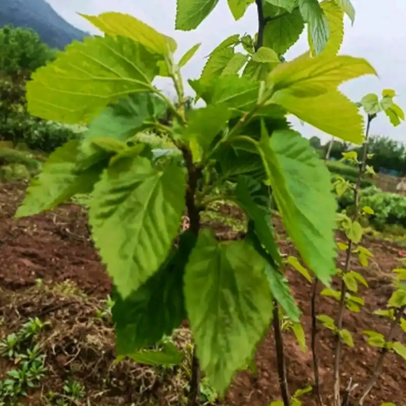 买的车厘子苗三年了,马上就快结果了吧