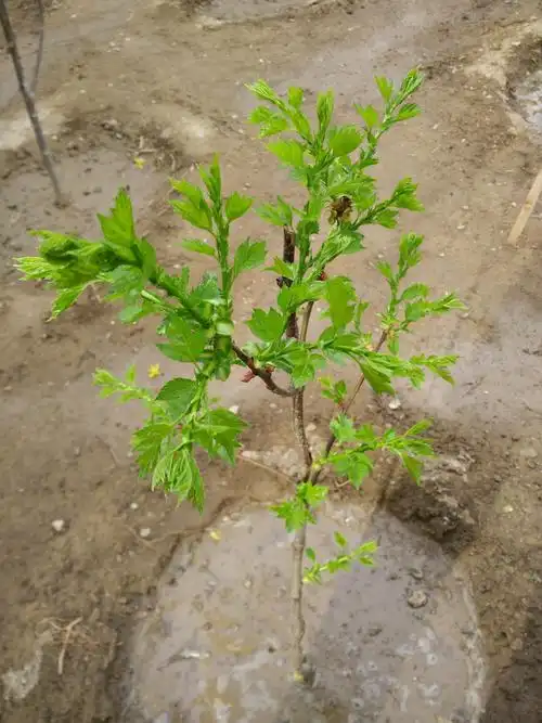 山楂树为什么停止生长?什么品种?