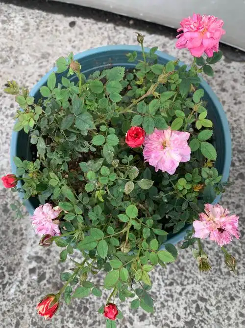 月季(躲躲藏藏)