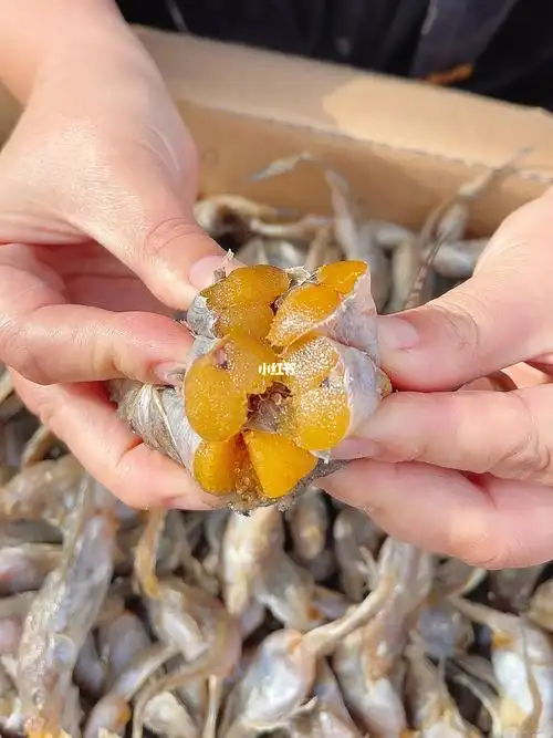 渤海湾带籽油光鱼,个个带籽,籽大饱满,煎炸香