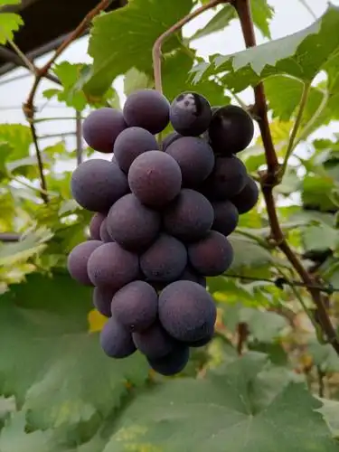 巨峰葡萄 巨峰三次果