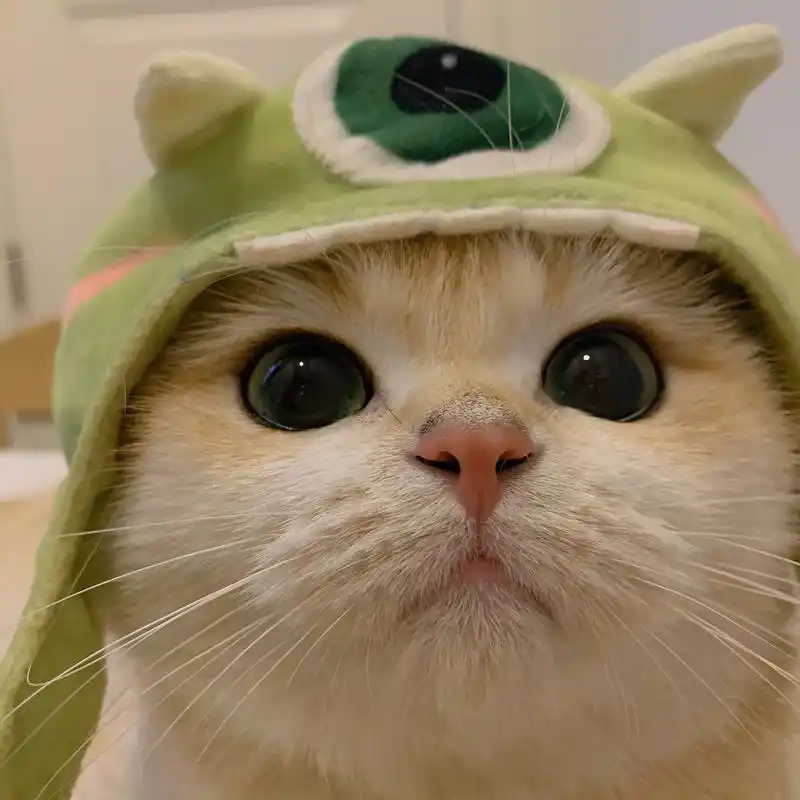 猫猫头像 #猫猫头 - 抖音