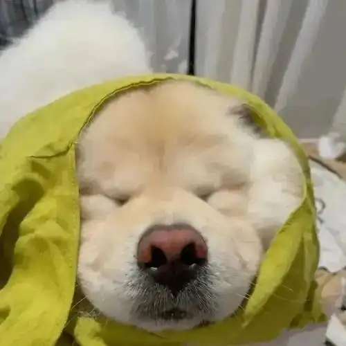 动物头像 - 沙雕搞笑小动物头像    #无水印头像大全##头像