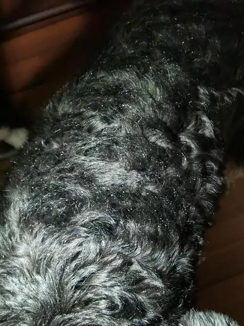 【求助】狗狗身上有好多皮屑(密集恐惧慎入!