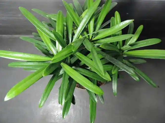 罗汉松不长新叶?分清生桩熟桩,对症解决!