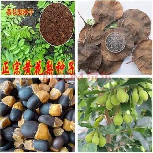 印度小叶紫檀种子 红木檀香白檀 海南树种子沉香木菩提种子 印度紫檀