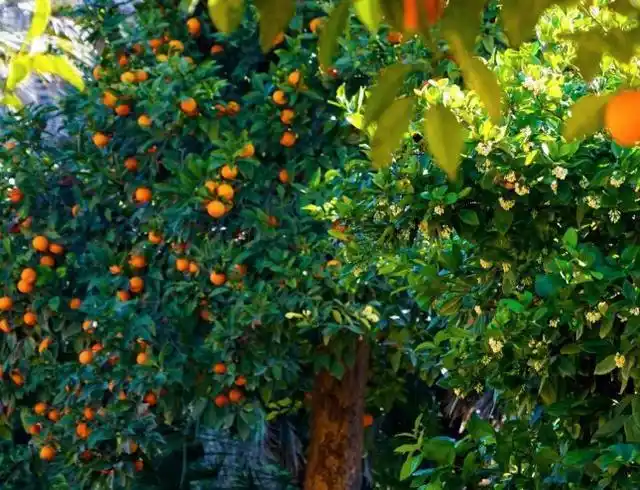 原创4种果树种庭院里好打理无需经常浇水带来美好寓意