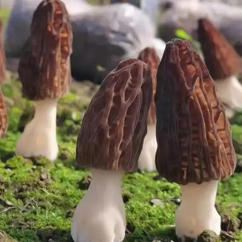 云南食用新鲜羊肚菌 菌菇 营养 食材 天然 优质 农产品 顺丰 包邮