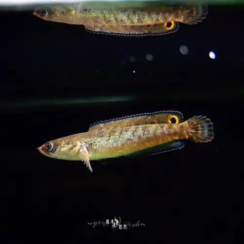 酒红雷龙苗子的日常