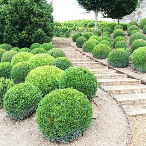 庭院绿化金叶女贞球树苗金禾女贞球形树四季常青耐寒小叶女贞球苗