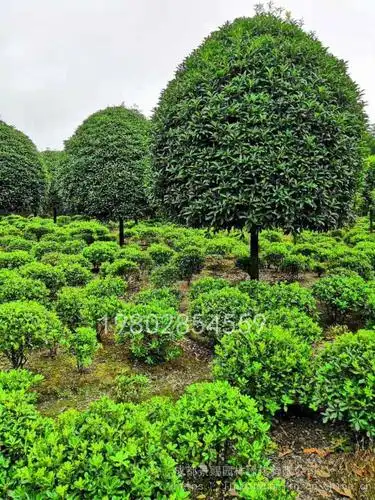 工程绿化桂花树种植季节以及种植技巧,产地桂花批发