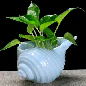 【陶瓷水培花盆绿萝图片】陶瓷水培花盆绿萝图片大全_q友网