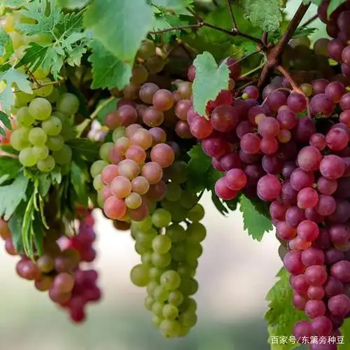 葡萄如何年年硕果累累?结果期及采收后的管理很关键!