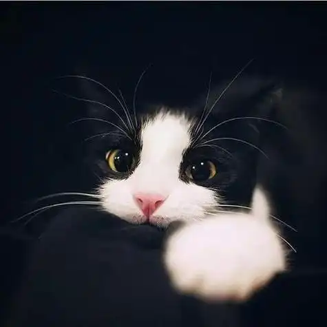 漂亮的猫咪_唯美图片_我要个性网