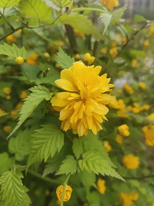 路边的重瓣棣棠花开了415941594159