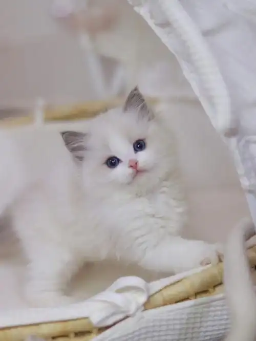 布偶猫|蓝双色布偶弟弟找新家