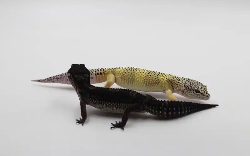 豹纹守宫入门系列守宫城市出品