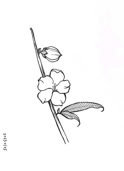 迎春花,临摹会画画的云的《一笔一世界》,a4纸,钢笔.