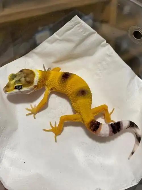 豹纹守宫入门级爬人工繁殖温顺可爱懒人宠物爬虫