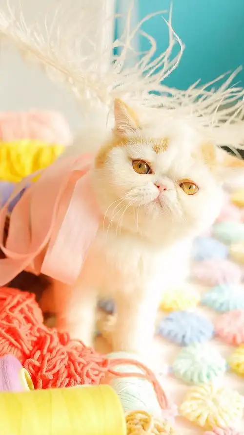 萌宠小猫咪iphone手机壁纸图片