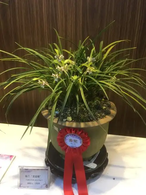 参观兰花展(国兰)—北京植物园 2月21日