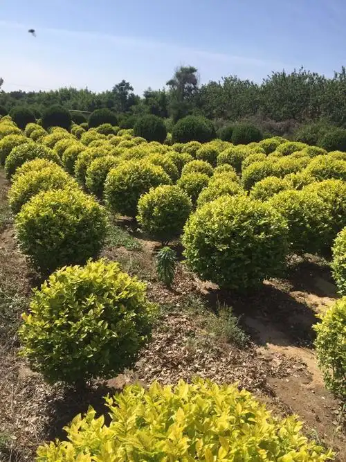 金叶女贞球_金叶女贞球面议_金叶女贞球采购_徐鹏业-花木易购