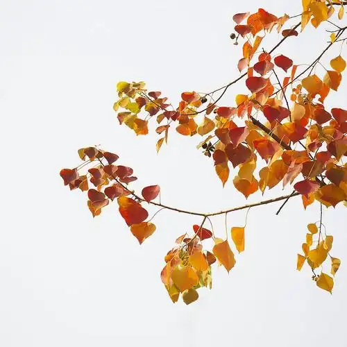 七彩乌桕叶---崔庆海摄影/制作