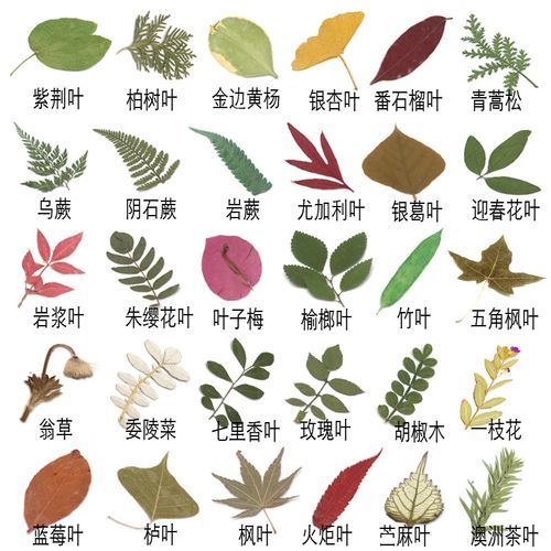 树叶各种幼儿园拼画贴画植物diy标本天然教学干花