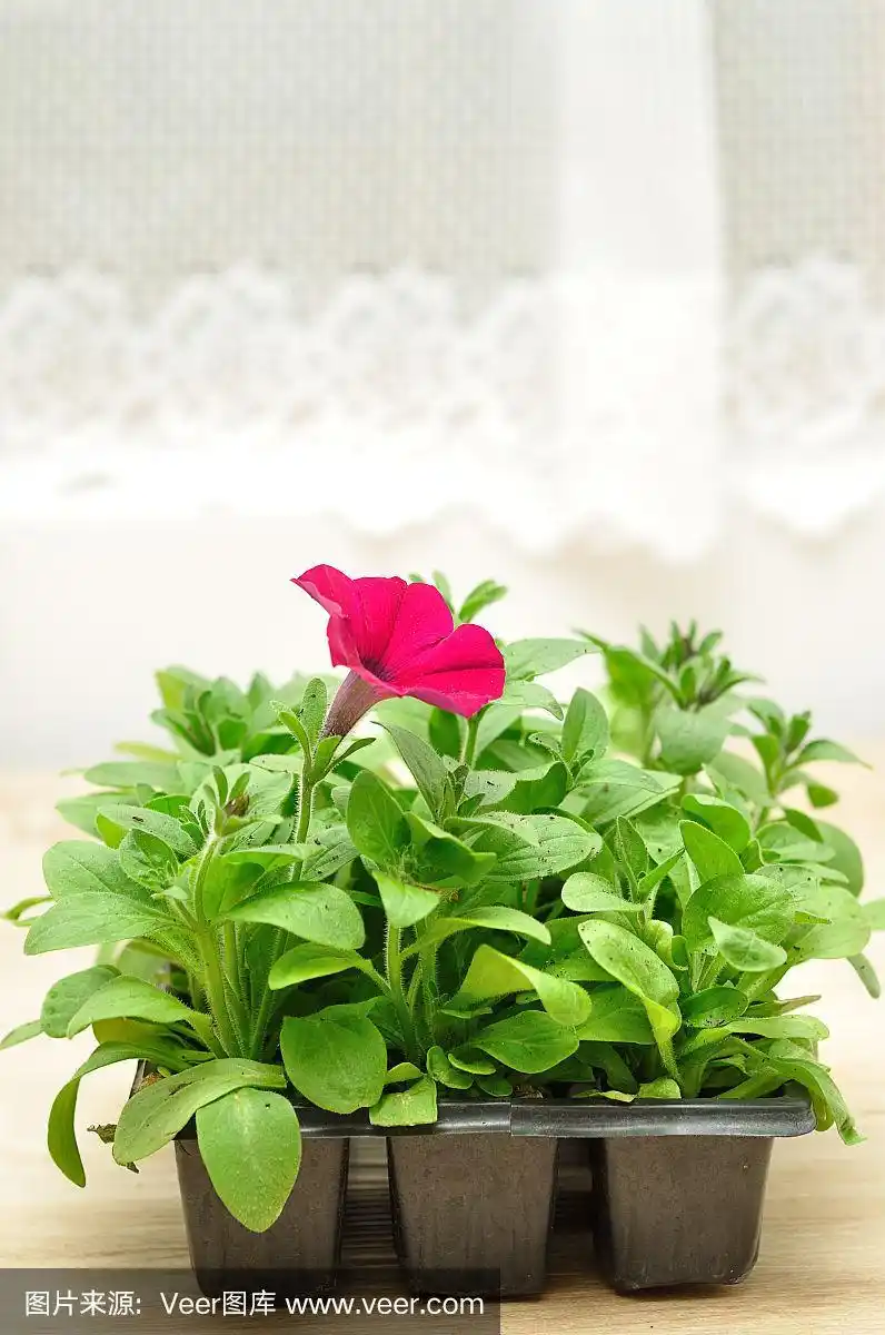 黑色托盘上有紫罗兰矮牵牛花幼苗