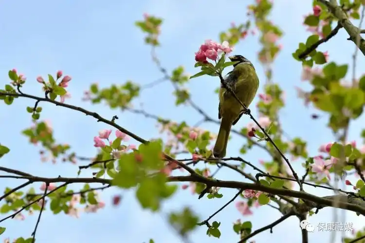 春暖花开时莫负好春光春天的保康美得让人窒息