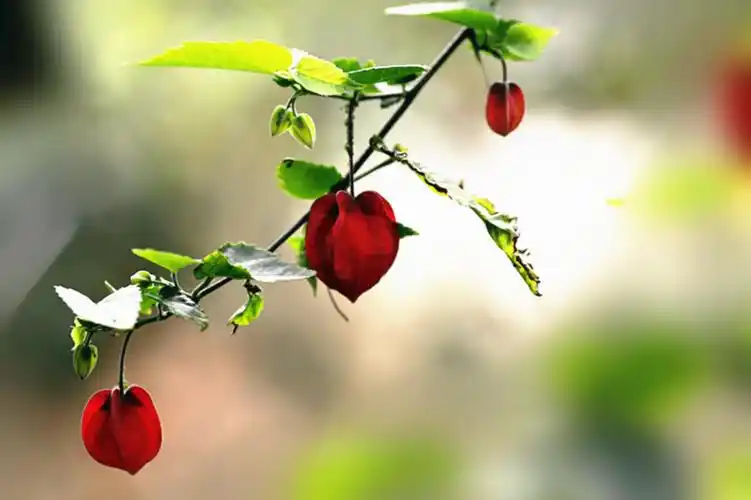 灯笼花红高高挂