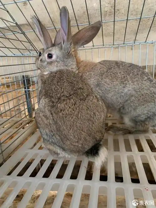 比利时兔 比利时肉兔 3斤左右比利时 养殖场自养自销 全国发货送货