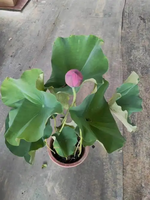 牡丹莲新鲜到货一件6盆12个花苞左右