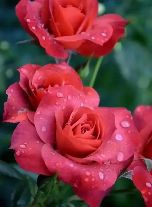 花的图片大全大图60种罕见鲜花欣赏