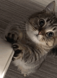 收集   点赞  评论  猫香脚 0 46  野生猫咪  发布到  表情包 图片