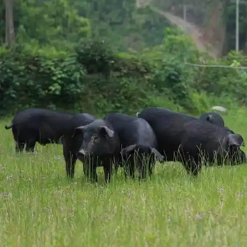 黑土猪肉