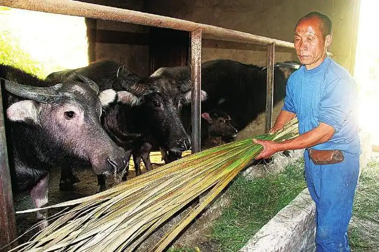 [农广天地]平阴农民有魔法:肉牛长雪花 玫瑰水中开