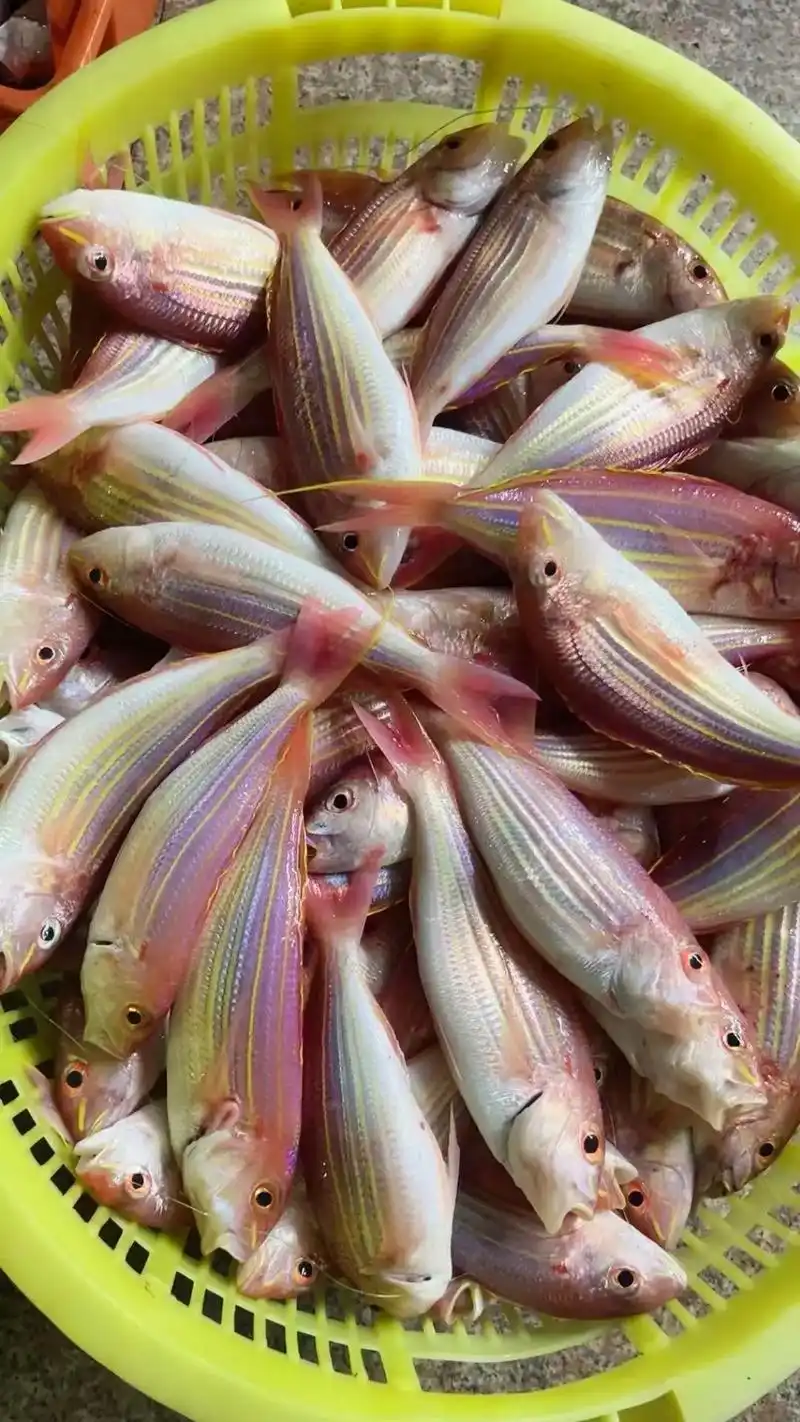 海钓野生金线鱼95.