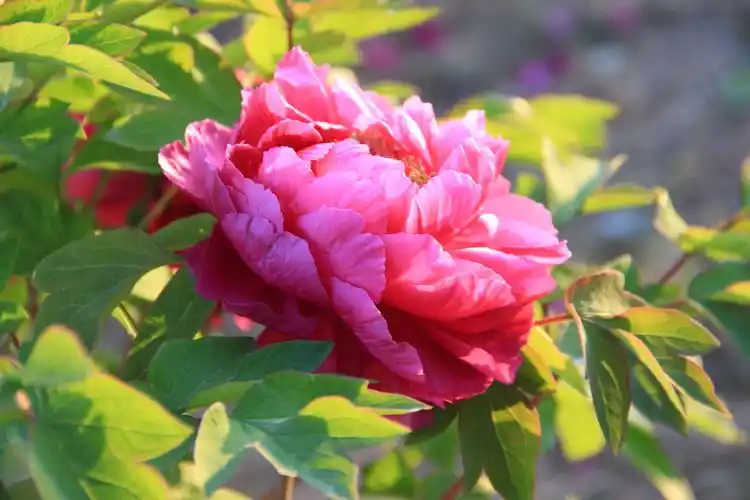 植物园盛开的牡丹花