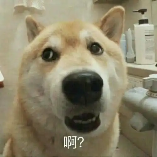 萌宠gif汪星人gif啊gif惊讶gif呆萌gif可爱gif