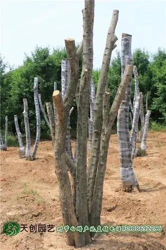 对节白蜡下山桩