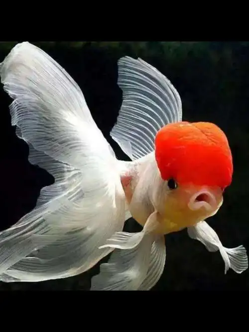 萌宠星探官3-狮子头金鱼