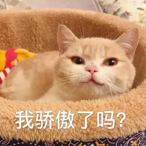 萌宠猫星人我骄傲了吗呵呵搞怪呆萌gif动图_动态图_表情包下载_soogif
