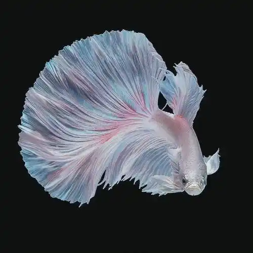 惊艳暹罗斗鱼堪称鱼界的颜值天花板